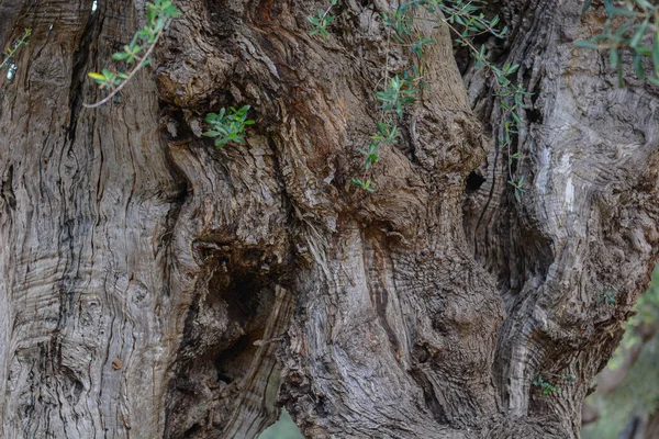 stock image Texture of olive tree trunk and young shoots