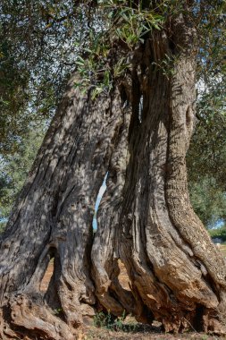 Kıvrılmış ve parçalanmış gövdesi olan çok yaşlı bir zeytin ağacı.