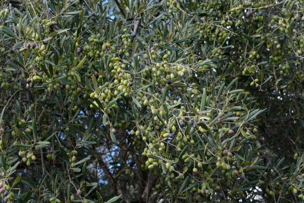 Mycket Gammalt Olivträd Med Vriden Och Splittrad Stam Apulien — Stockfoto