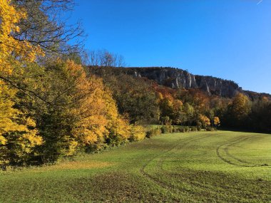 Avusturya 'da Meadow ve Forest ile Altın Sonbahar