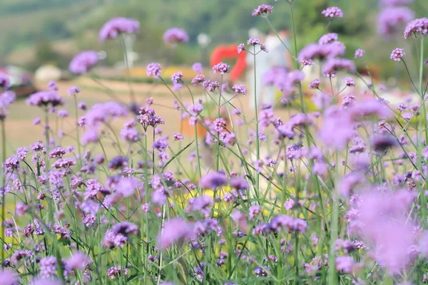 colorful wildflowers on the background of the summer landscape