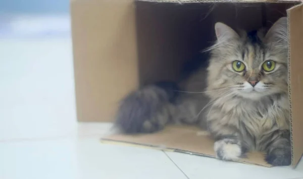 Kedi kutuda oturuyor.