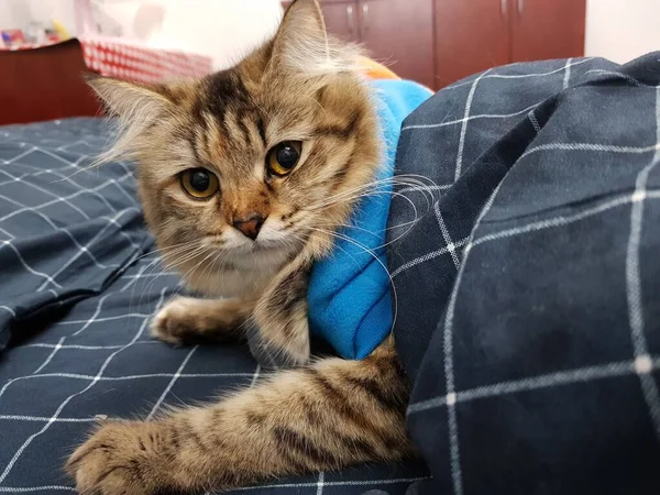 Gato Con Collar Azul —  Fotos de Stock