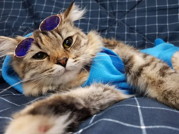 안경을 귀여운 고양이 — 스톡 사진