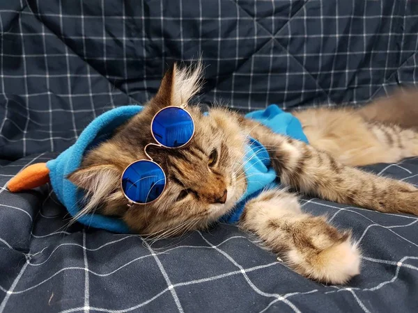 Gato Com Óculos Azuis — Fotografia de Stock