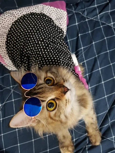Kot Okularach Okularach Przeciwsłonecznych — Zdjęcie stockowe
