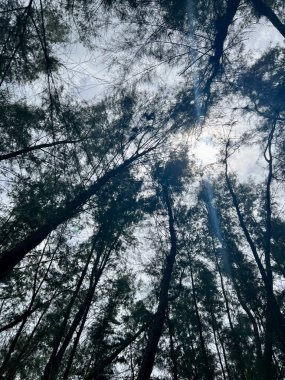 Kahverengi ve beyaz ahşap yüzeyin yakın çekim karıncaları.