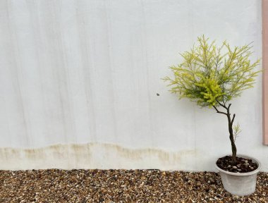 Beyaz arkaplanda yeşil bir saksı