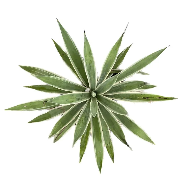 Aloe Vera Auf Weißem Hintergrund — Stockfoto