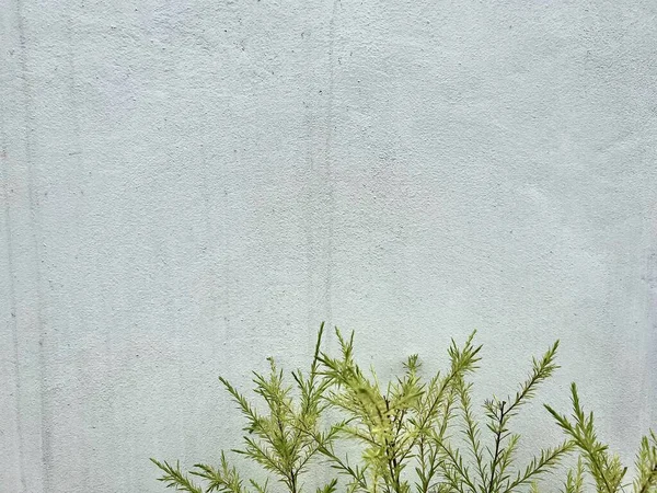 Duvarda yeşil yapraklar