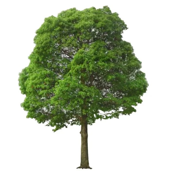 Tropické Lesní Stromy Bílém Pozadí — Stock fotografie