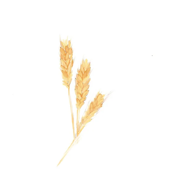 Uši Pšenice Kreslení Kreslení Aplikace Produkci Pšenice Téma Války Ukrajině — Stock fotografie