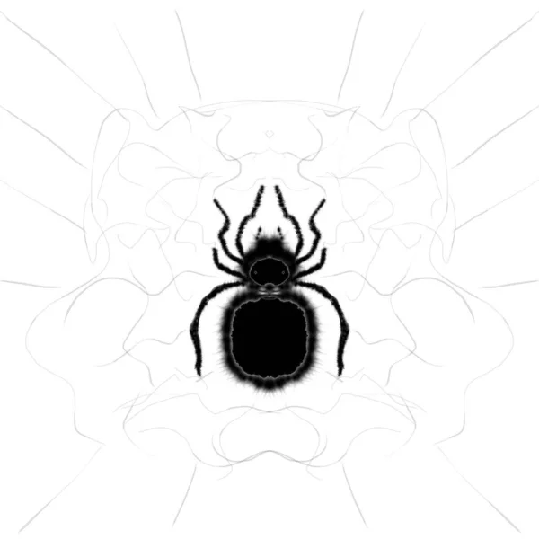 Illustration Black Spider White Background Cartoon Sketch — Stock Photo, Image