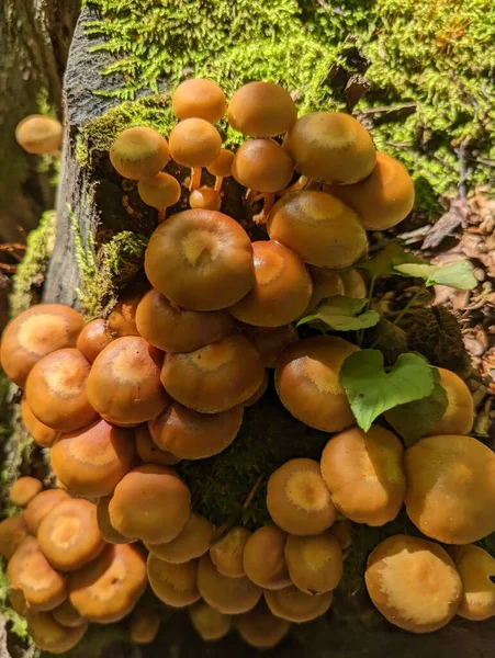 Foto Van Het Bos Paddenstoelen — Stockfoto