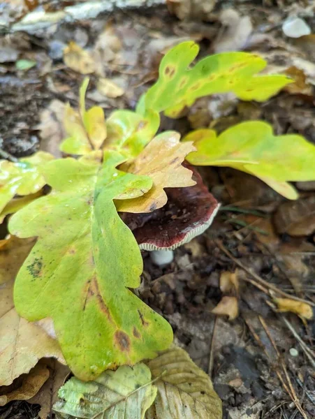 Фото Лес Грибы Осень Ядовитые Грибы Листья — стоковое фото