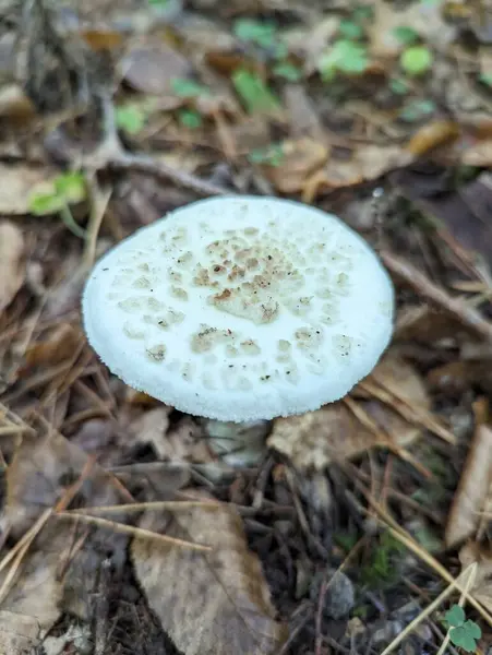 Photo Forest Mushrooms Autumn Poisonous Mushroom Leaves — Stock Photo, Image