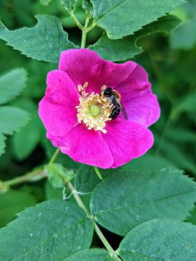 Fotoğraf, doğa, bahar, arı, çiçek 