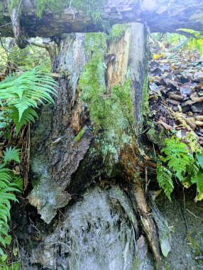 Fotoğraf, ahşap, orman, ağaçlar, sonbahar, sonbahar, yapraklar, doğa, duvar kağıdı 