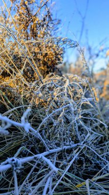 photo, nature, winter, winter morning, dry grass, kviti, bright, photo wallpaper, natural, morning, winter morning. frost, frosty morning. clipart