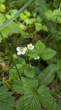 Fotoğraf, çilek çiçeği, çilek, orman, yeşil, bitki, ormanda, bitki, çiçek, bahar, yaz