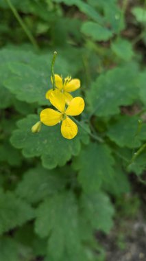 fotoğraf, celandine, orman, yeşil, bitki, ormanda, bitki, bitki, bahar, yaz