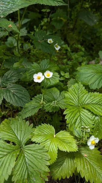 Fotoğraf, çilek çiçeği, çilek, orman, yeşil, bitki, ormanda, bitki, çiçek, bahar, yaz