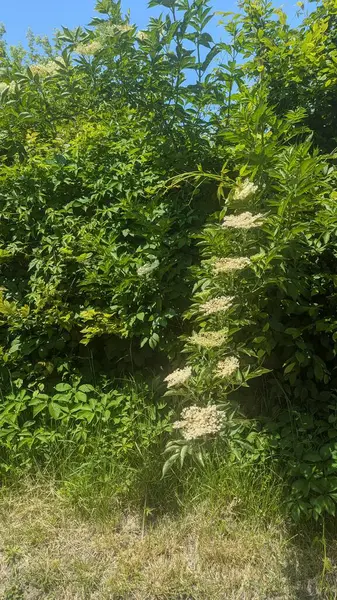 elderberry, flowers, aroma, photo, summer, plant, blooming, bush, bouquet, elderberry buket.