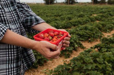 Çiftçi kırmızı olgun çilek topluyor. Doğal tarım ve sağlıklı beslenme konsepti
