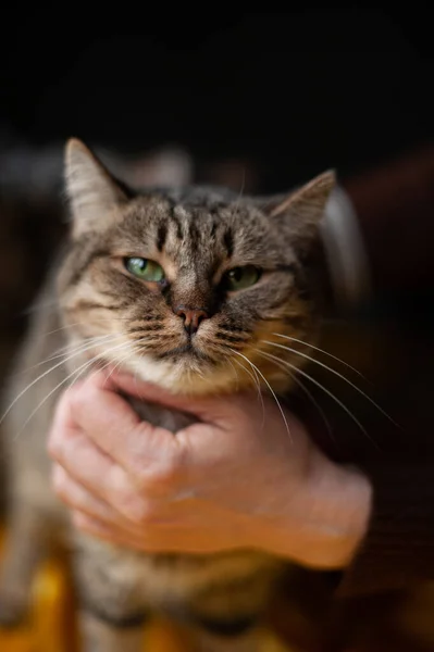 Красива Котяча Кішка Вдома Домашня Тварина — стокове фото