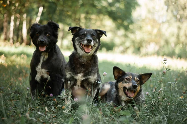 Üç köpek çimenlerde oturuyor.