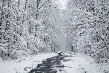 Kar ormanı sokağı. Kış Ormanı