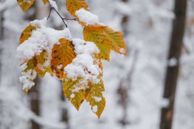 Soğuk ormanda sonbahar yaprakları karla kaplıdır. Donmuş yaprak ağacı. Karda buzlu yapraklar. Yaprak döken sonbahar manzarası. Donmuş dal yaprakları kış parkında kar örtüsü altında. Soğuk alan buz yaprağı.