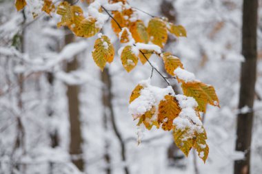 Soğuk ormanda sonbahar yaprakları karla kaplıdır. Donmuş yaprak ağacı. Karda buzlu yapraklar. Yaprak döken sonbahar manzarası. Donmuş dal yaprakları kış parkında kar örtüsü altında. Soğuk alan buz yaprağı.