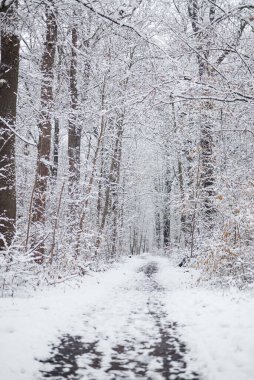 Kar ormanı sokağı. Kış Ormanı