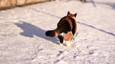Kedi ve kar. Kedi kışın karlı bir sokakta yürür. Şirin kedi.