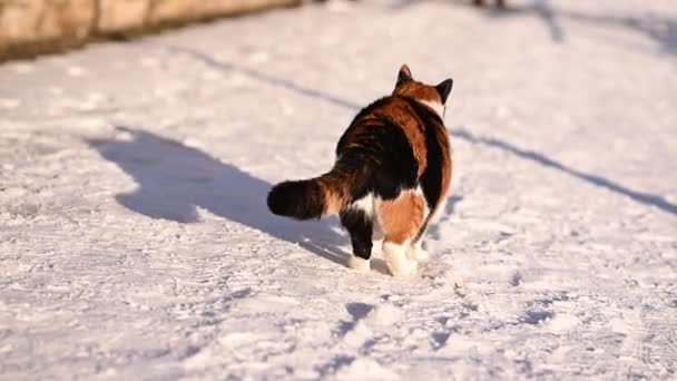 Gatto Neve Gatto Inverno Passeggiate Una Strada Innevata Gatto Carino — Video Stock