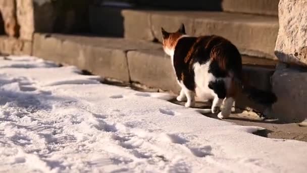 猫と雪について 冬の猫は雪の通りを歩いています かわいい猫 — ストック動画