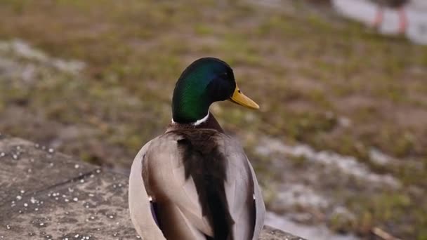 野鸭正坐在靠近水的水泥堤上 一只长着漂亮羽毛的野鸭站在道路上 背景模糊不清 — 图库视频影像