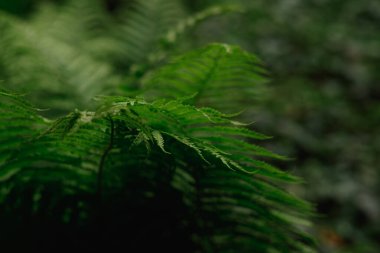 Güzel eğreltiotu yaprakları yeşil yapraklar. Güneş ışığında doğal çiçek eğreltiotu arka planı..