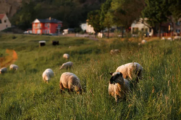 sheep and young lambs graze in a field at sunset in a golden sunlight