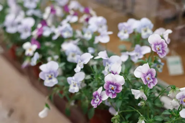 Close up of a tiered planter boxes with violet pansy flowers. The planter box is in a city location with a crowd of people in the background. Sydney