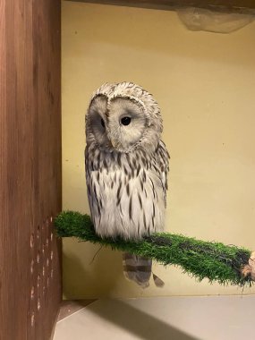 Baykuş bej arkaplanda bir yosun üzerinde oturuyor