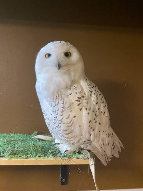 Baykuş bej arkaplanda bir yosun üzerinde oturuyor