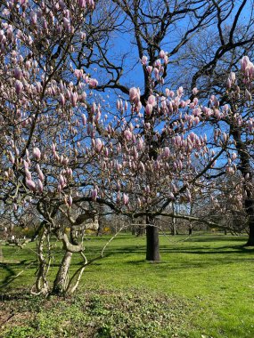 Bulanık yeşil bahar arkaplanlı pembe manolya çiçeği, seçici odak. Boşluğu kopyala.