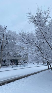 Kar yağışı sırasında kış ormanlarında karla kaplı bitkiler. Görüntü, yüzeysel alan derinliği. Kış doğası geçmişi. Lugansk bölgesinde yol, Ocak 2022