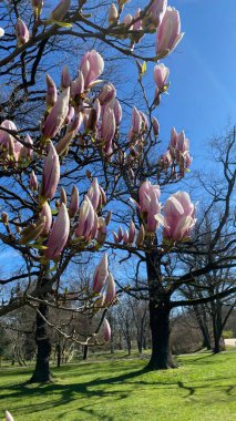 Bulanık yeşil bahar arkaplanlı pembe manolya çiçeği, seçici odak. Boşluğu kopyala.