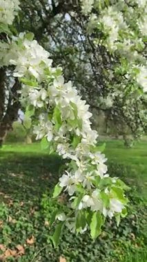 Elma ağacının beyaz çiçekleri bahçedeki güneş ışığı altında..