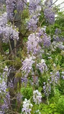 Çiçek açan Wisteria Sinensis, rüzgarda sarkan yarışlarda kokulu mor çiçeklerle çiçekleniyor. Baharda salkımlı bahçe.