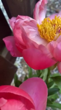 Pembe Şakayık Buketi Mavi Arkaplanda Zaman Hızı 'nda Çiçek açıyor. Yumuşak Çiçekler Çiçek açarken Yaprakları Kapatıyorlar