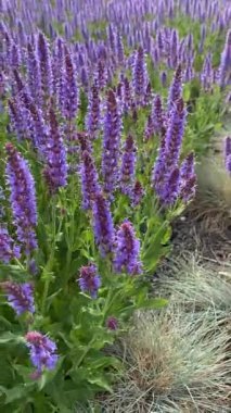 Arı ve menekşe salvia çiçekleri